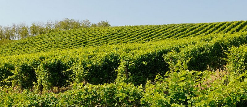 #Ruchè da urlo della <a href="/ferrarisagricol/">Ferraris Agricola</a> 
CIN CIN!
bit.ly/1UFZh5a #wine #vin #vine <a href="/crpiemonte/">Cr Piemonte</a> <a href="/Piemontefoodit/">Piemontefoodit</a>