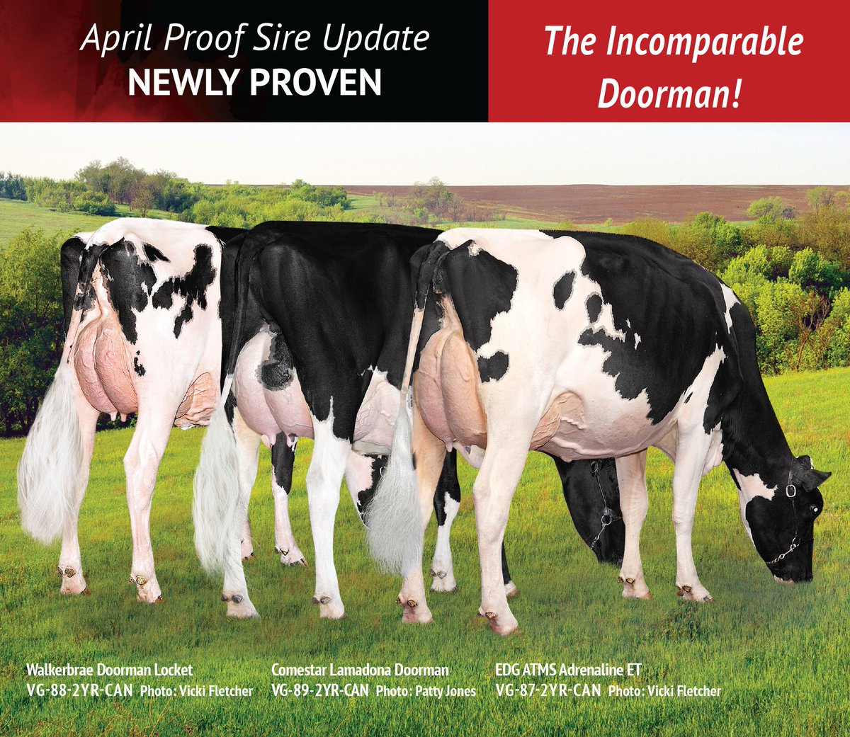 EastGenGenetics's tweet photo. The incomparable Doorman debuts as Canada’s #1 Conformation sire with +19 and #2 GLPI sire with 3106 GLPI. https://t.co/OFUorVq001