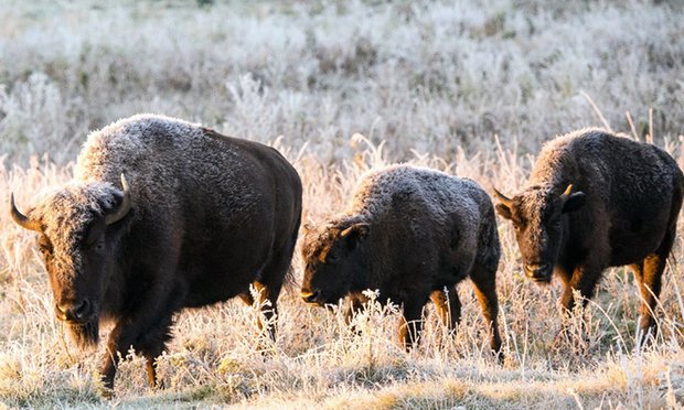 #BisonReturn to Blackfeet Nation in Montana after 140 years in the Canadian wilderness, theguardian.com/environment/20…