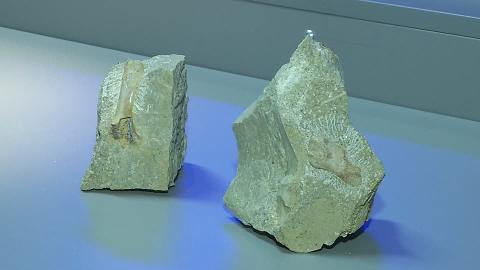 Watch: Polish scientists dig up 240 million year old fossilized blood vessels bit.ly/1RWgUdo