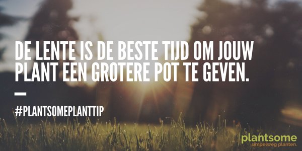 #PlantsomePlantTip De lente is hier! Je plant leeft weer helemaal op, dus geef 'm genoeg ruimte om te groeien!
