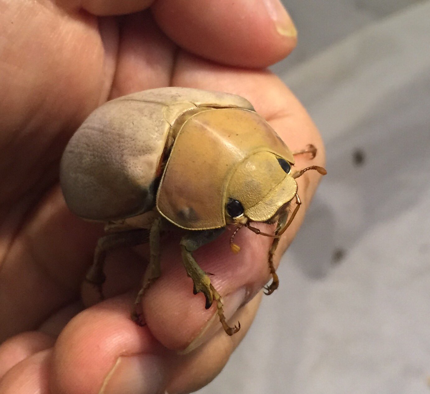 ★昆虫標本★【オスモウサンコガネ】 丸山宗利 Maruyama🍥 on X: 