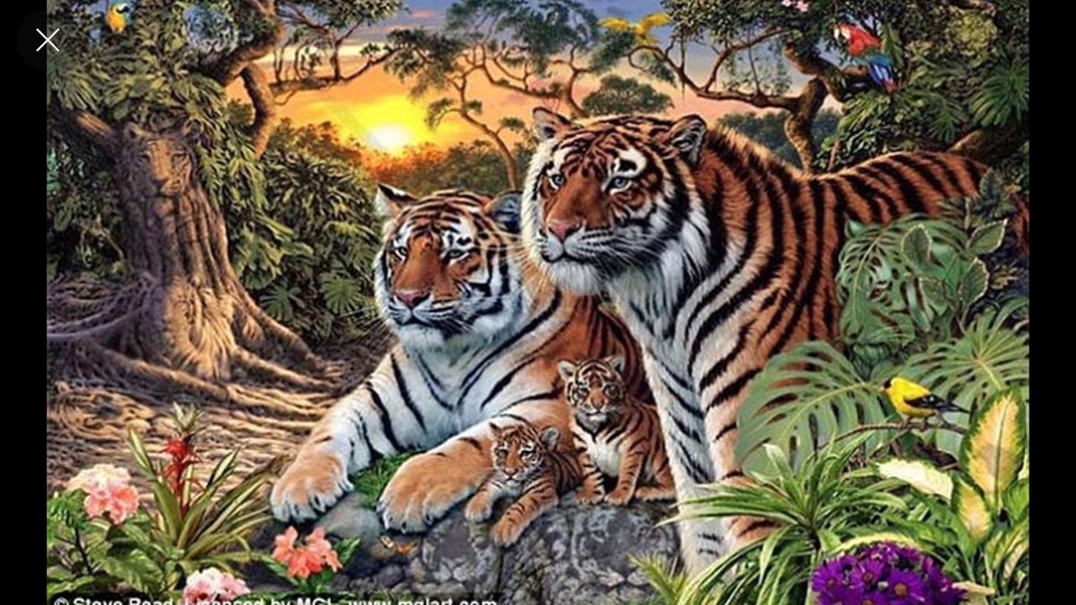 Cuántos tigres ves en el dibujo?