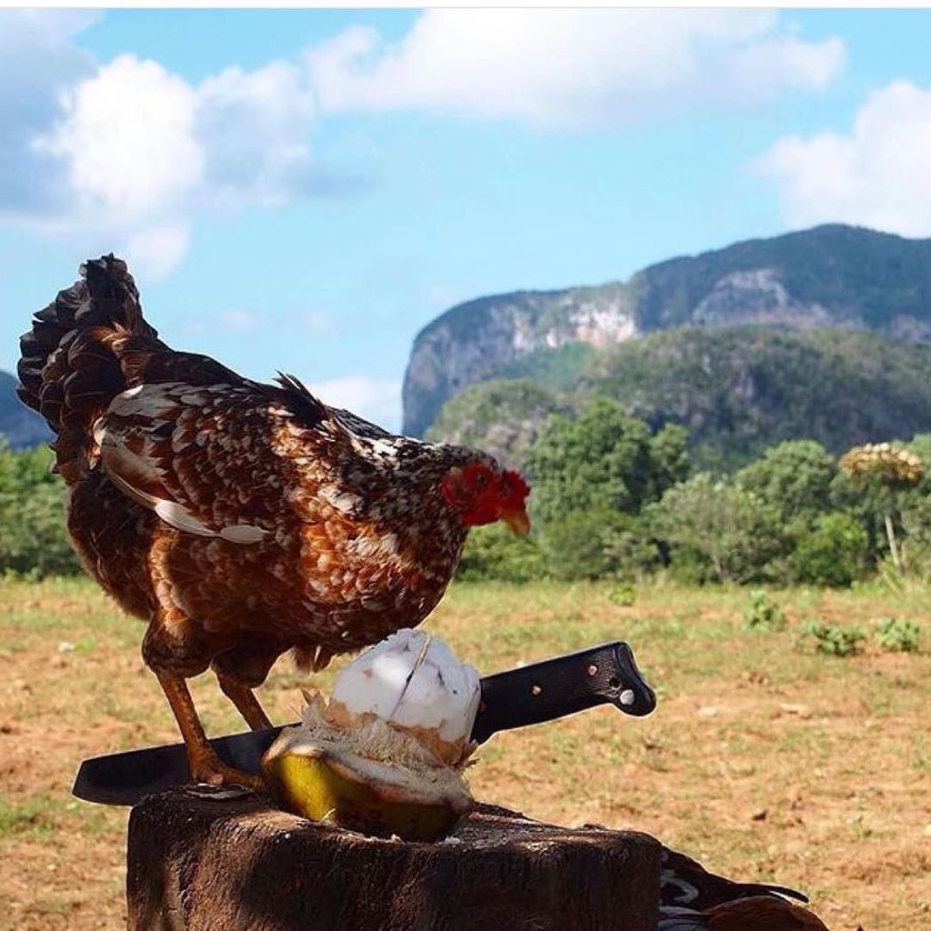 cubacheckin's tweet photo. 🇨🇺😍❤️ #Viñales #Cuba.
#cubatravel #TRAVEL #instatravel #igercuba #ig_cuba https://t.co/wZGc6ecGrB https://t.co/TN9hOn19tj