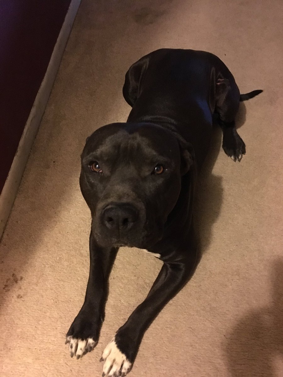 abrax_ed's tweet photo. chaco was being so cute this morning I almost didn't leave my house because he wanted to play https://t.co/jZN7CiAiT8