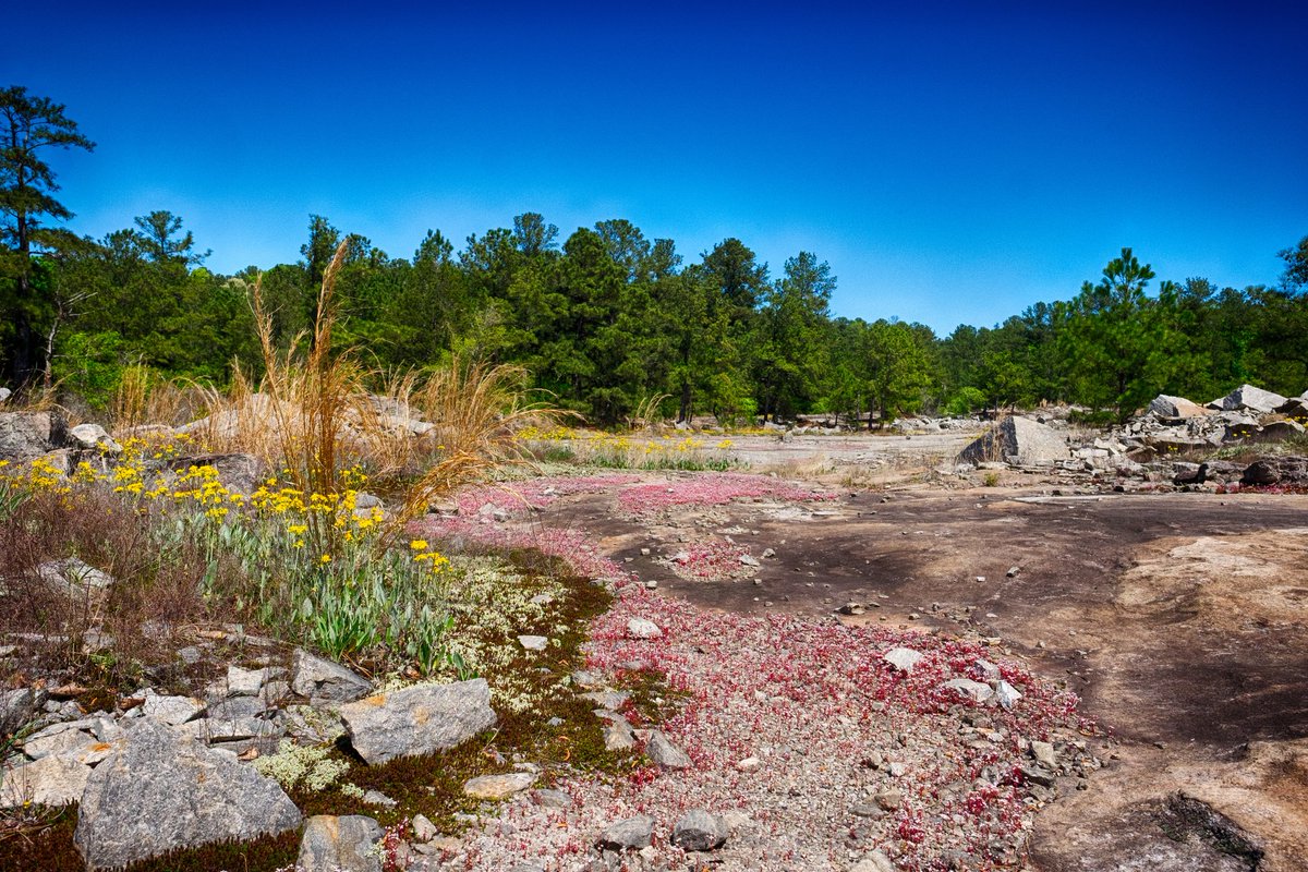 JustinHardigree's tweet photo. It was like a scene from another planet 
#adventure #exploregeorgia #myfujifilm #wander #rocks #flowers #spring #sun https://t.co/zK26Jfi2kQ