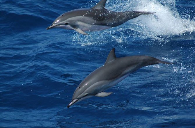 edenroat's tweet photo. Hybrid Dolphin: Neat Curiosity or Bad Omen?  https://t.co/qwPSyrMPKO https://t.co/wR7X80cAoT