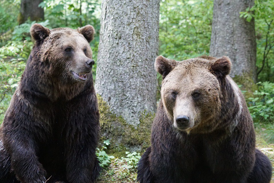 ProjectBlueBear's tweet photo. @TinyCitrusFilms Thanks for the follow! Stay tuned for our website launch!  #SaveTheBears https://t.co/bmRvrKQl2D