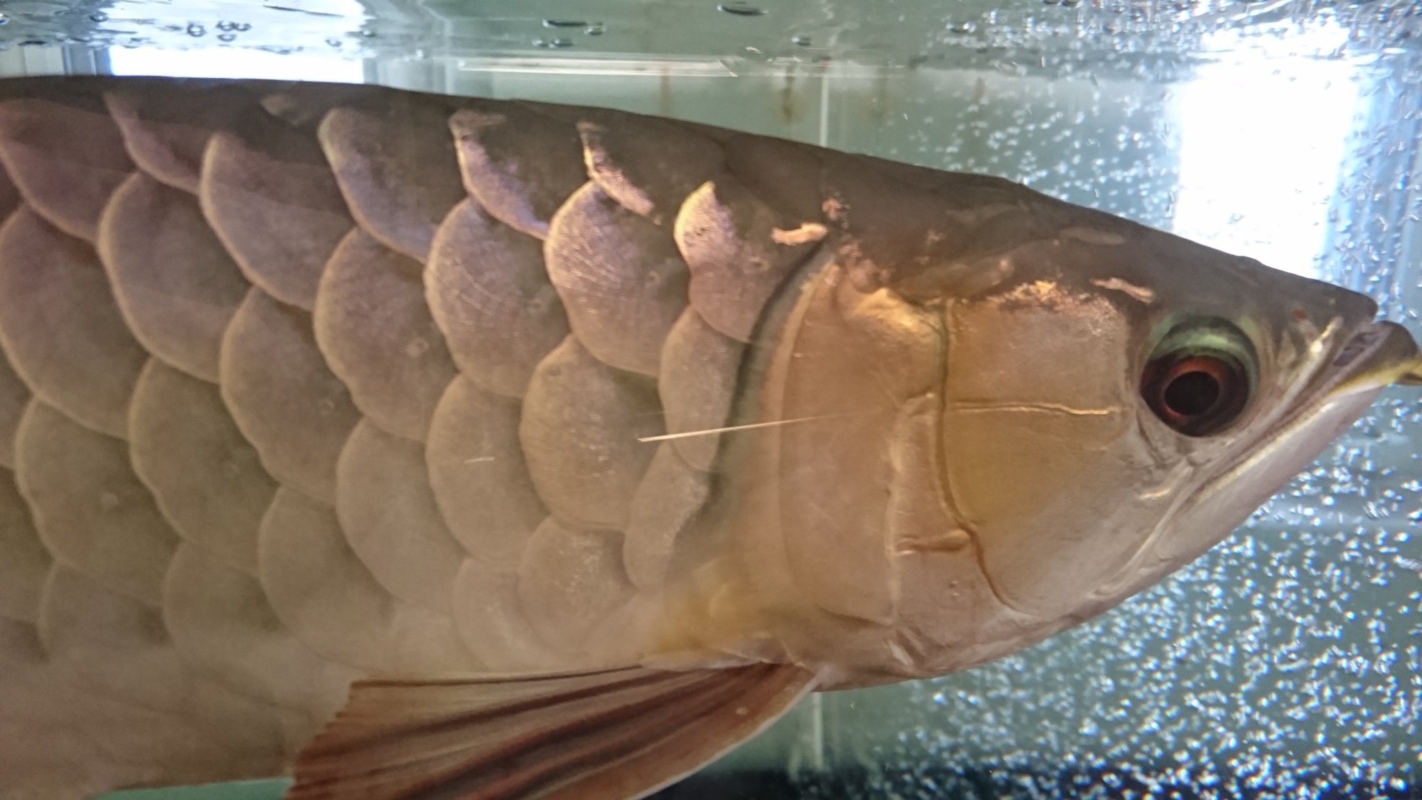 See Genkitsuka S Tweet On Apr 5 16 Twitter