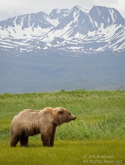 ProjectBlueBear's tweet photo. @Adela411Cohen Hey there! Thanks for the support! Stay tuned for our website launch soon! #SaveTheBears https://t.co/qeBXuebUuH