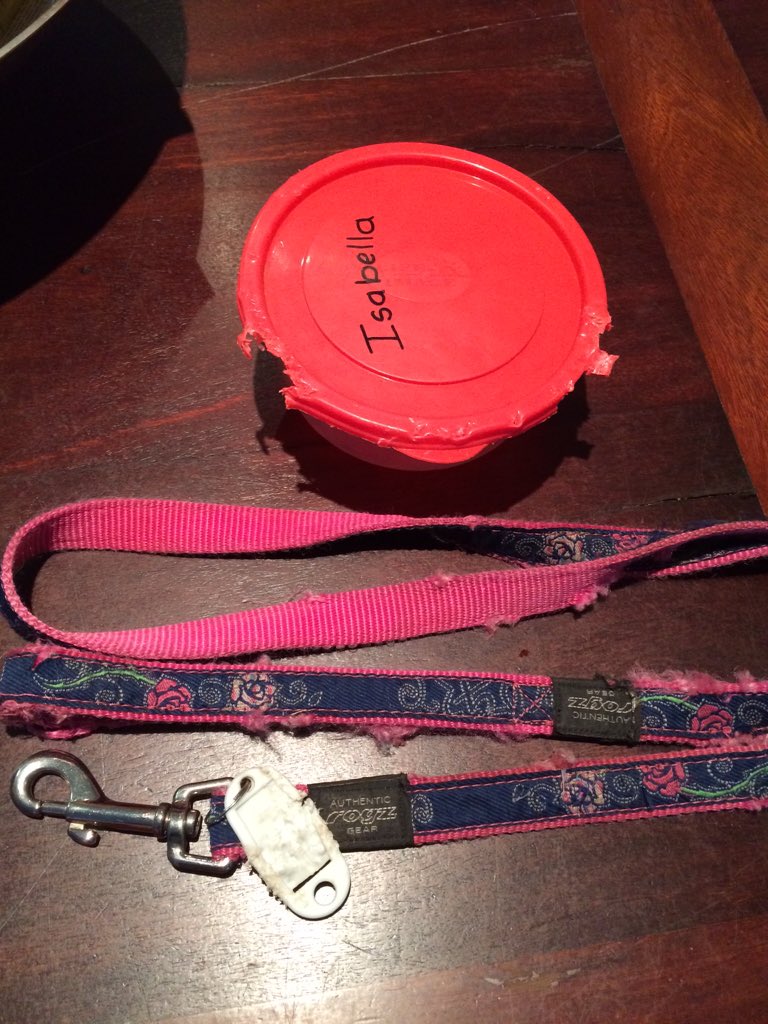 Ms_MelRob's tweet photo. This is how you know puppy is teething! That's her lunch box for daycare, obviously 😂😁 #puppy #labrador https://t.co/7TT5N2yA6C