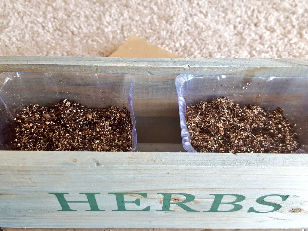 hogoley's tweet photo. #Day4 #BelleHerbsGarden #MakersKit .. please grow soon. 😅 https://t.co/NW6v25puMz
