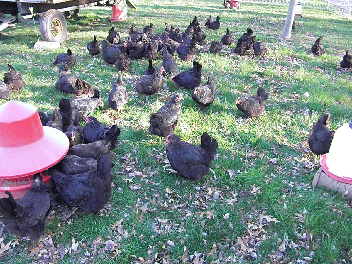 Beetsworkin's tweet photo. Laying hens enjoying fresh #spring #pasture! best #eggs of year comin' right up! #eatlocal #farmfresh #lehighvalley https://t.co/0uMBZWhFLm