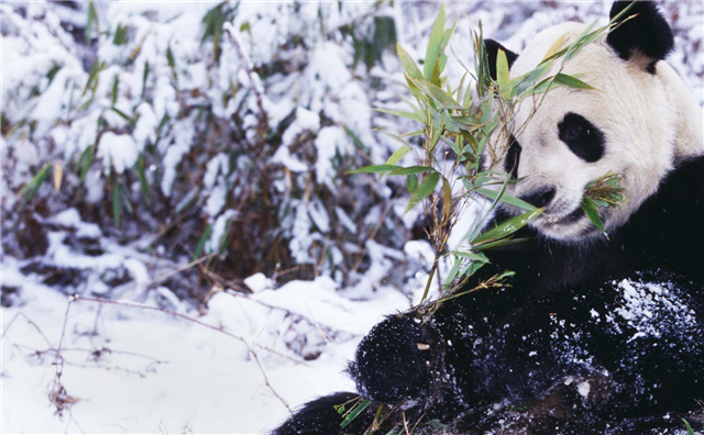 Why a No-Cloud Policy Will Become Extinct - Smarter With Gartner ow.ly/3zvLhm #iamingram