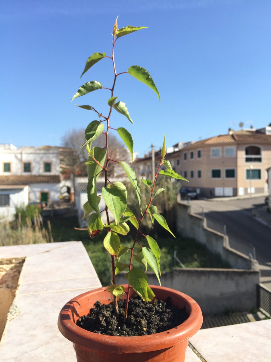 jramirezphotos's tweet photo. @EscuelaDeBonsai Abaricoque lo plante hace unos meses yesta creciendo y m gustaría saber para convertirlo nun bonsai https://t.co/IBZOdhVhVX