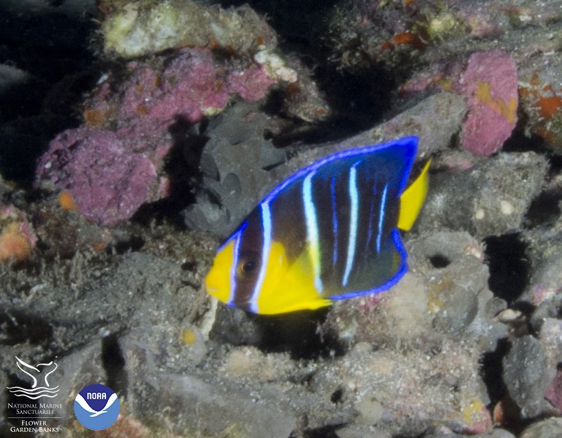 FGBNMS's tweet image. Queen and Blue #Angelfish can be hard to tell apart as adults, but juveniles are even trickier. This one's a Blue.