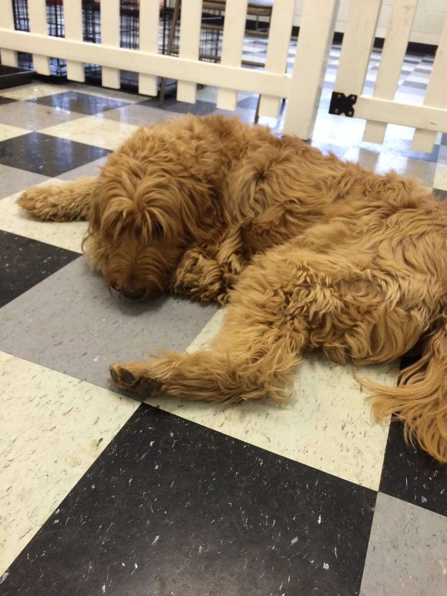 HappyDogsWloo's tweet image. A little break from the action!! @k_niemi @Ry_Good