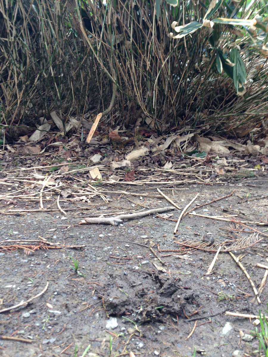 glenlolabio's tweet photo. Tracks spotted beside the bamboo in Castle Park. Could it be the mythical creature?... #fictionalbeast https://t.co/1CUvbQ7f3z