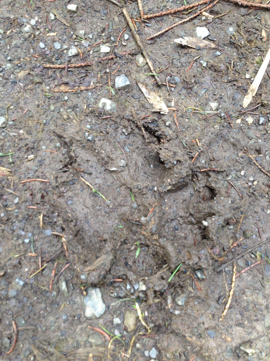 glenlolabio's tweet photo. Tracks spotted beside the bamboo in Castle Park. Could it be the mythical creature?... #fictionalbeast https://t.co/1CUvbQ7f3z