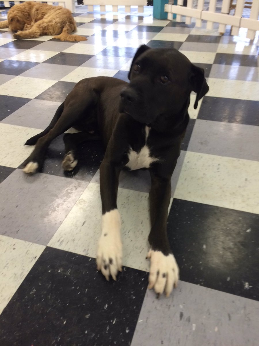 HappyDogsWloo's tweet image. Happy Dogs are Good Dogs!! #Socks