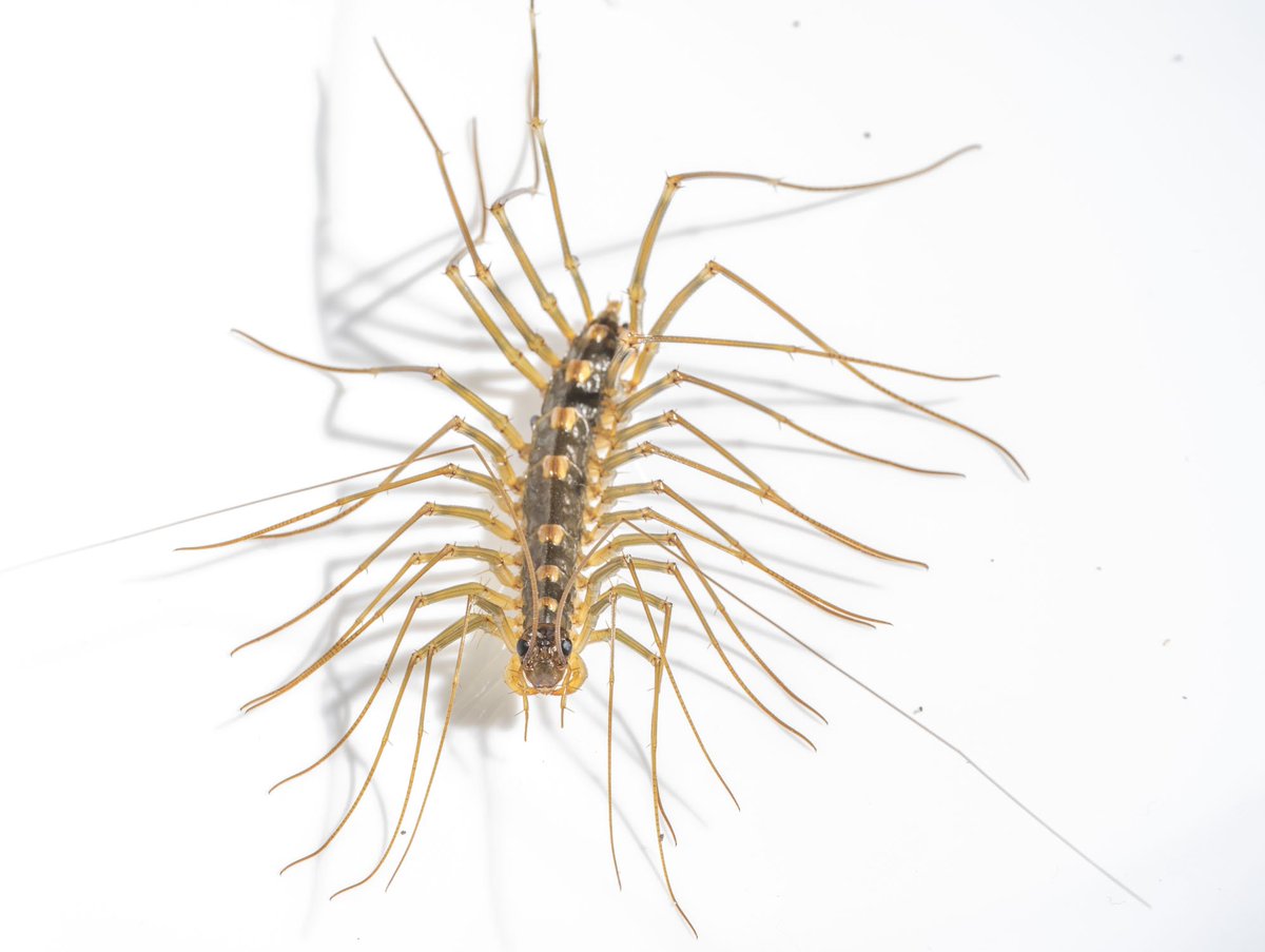 閲覧注意 アンガールズ田中さん 脚30本の激キモ生物 オオゲジ を食す ダレトク 2ページ目 Togetter