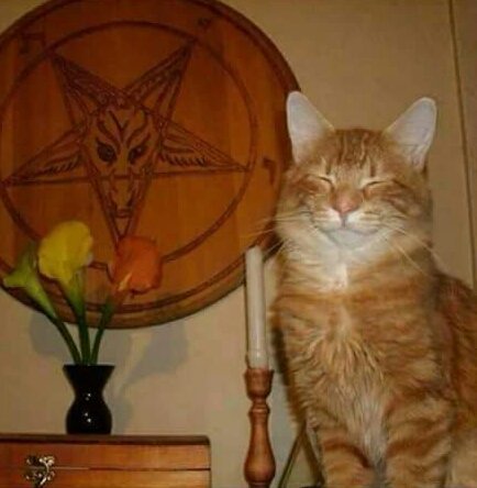 Legion_Satan's tweet photo. Good cat. https://t.co/TlEk1kBiRP