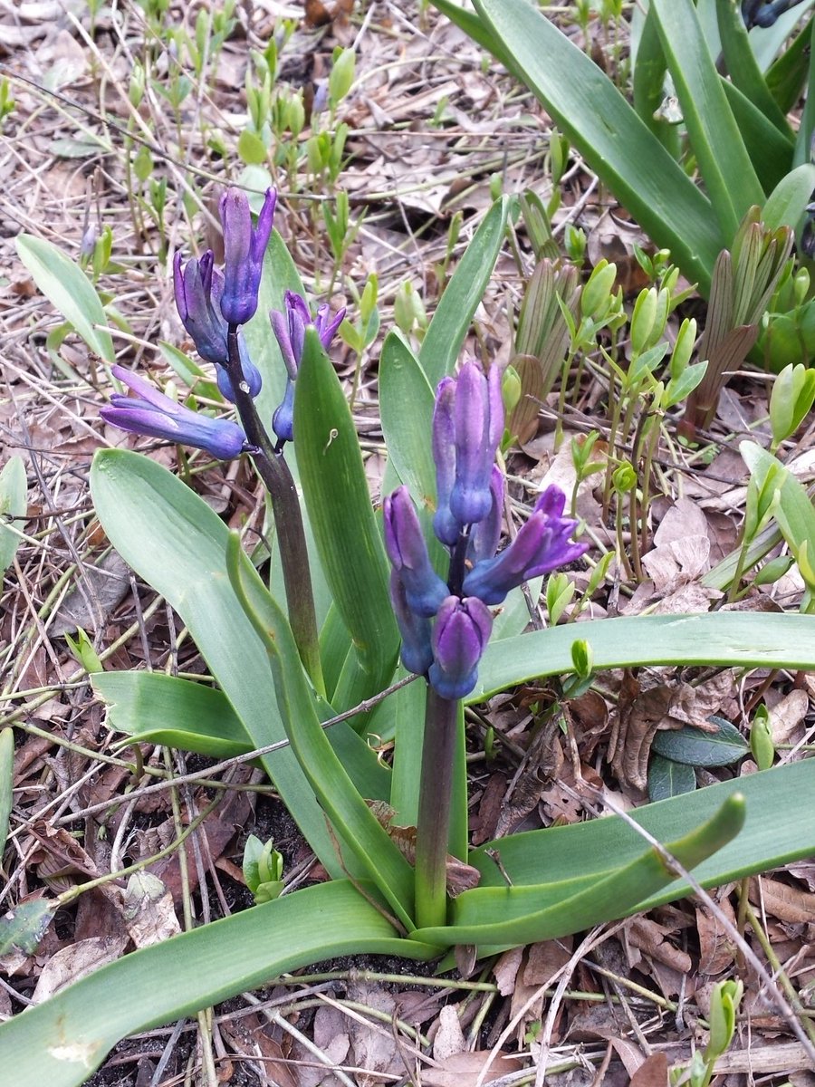maggiemorphosis's tweet photo. #precense is noticing your favorite #flowers are in #bloom when you're having a hard day #gratitude #mindfulness https://t.co/Vqa9tnNZ8v
