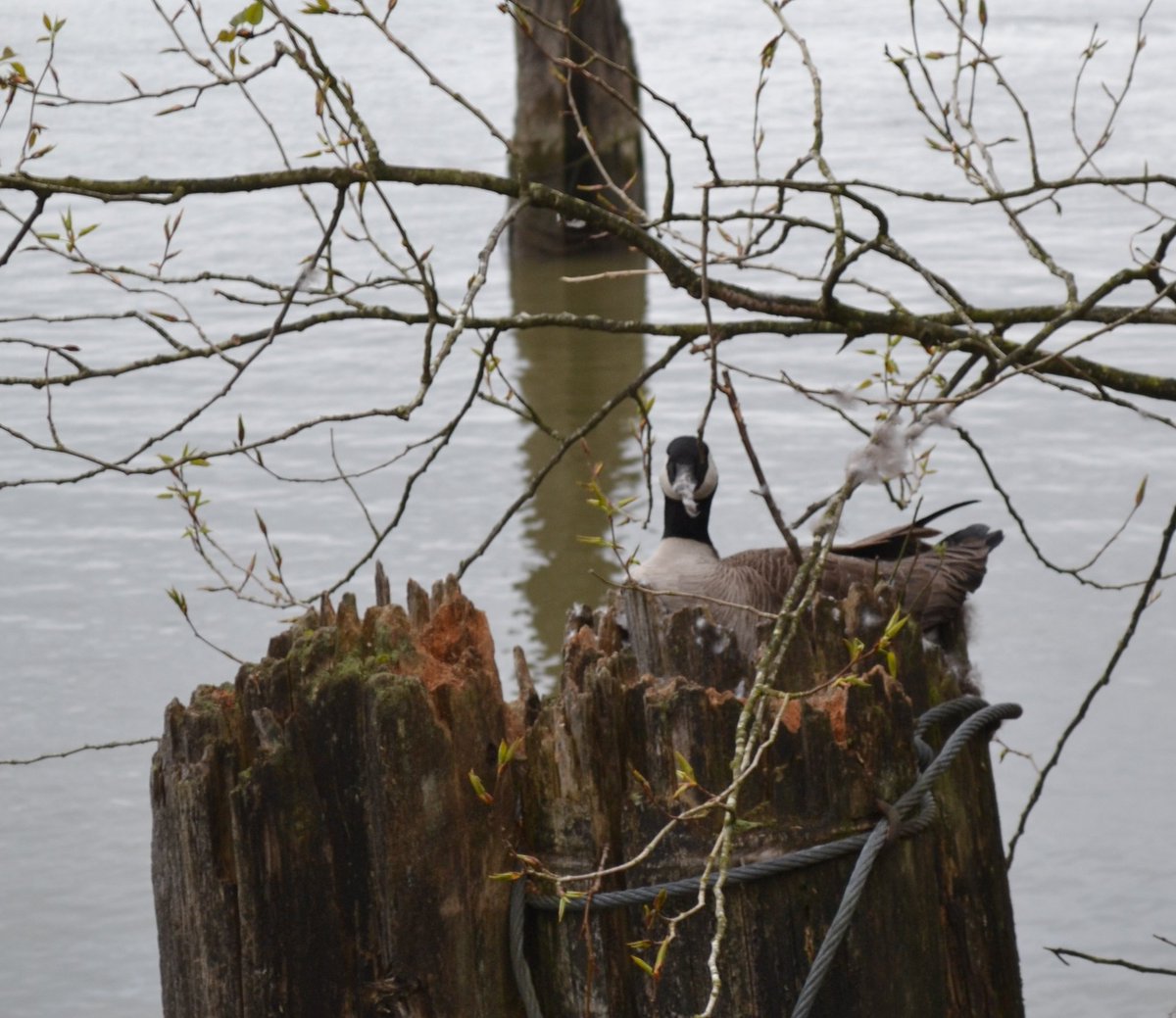 WestRecTimber's tweet image. She's got her eye on us... no nonsense will get past THIS mama goose!