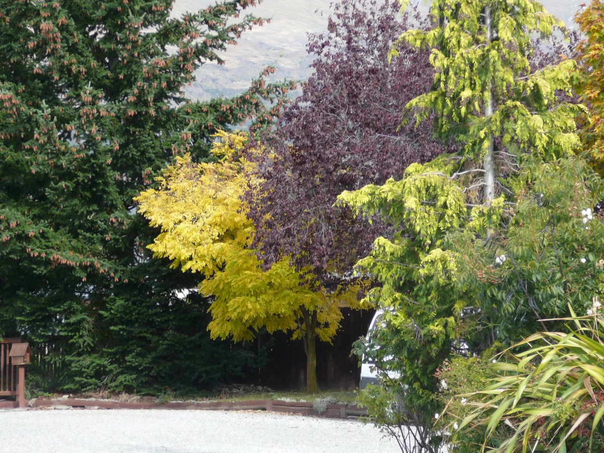 archwaywanaka's tweet photo. Autumn colours are just beginning to happen- our maple tree &amp; the Gincko especially a beautiful time to visit Wanaka https://t.co/cm7iKhdDW1