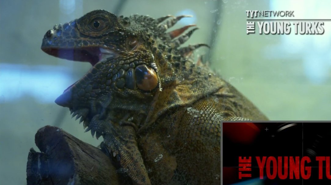 TYTLizard's tweet photo. I need more room for my fire breath. Can you help? https://t.co/RW8q8zr82P #FundTheLizard #tytlive https://t.co/kcOO8KYFcM