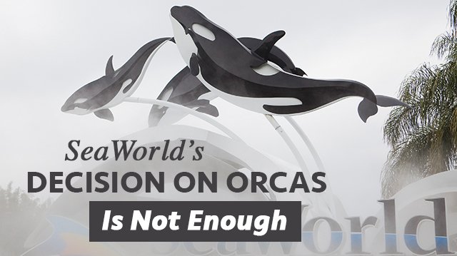 TheAltDaily's tweet photo. #SeaWorld’s Decision On #Orcas Is Not Enough - #environment #whales #AltDaily - https://t.co/PdCJKe7edA https://t.co/HfrLitoXNl