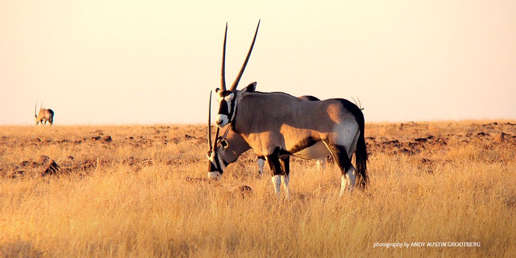 AWF_Official's tweet photo. Water is a real issue in Souther Africa—coastal deserts & drier terrains make it a scare resource. #LearnAWF https://t.co/ylVSaIGLjE