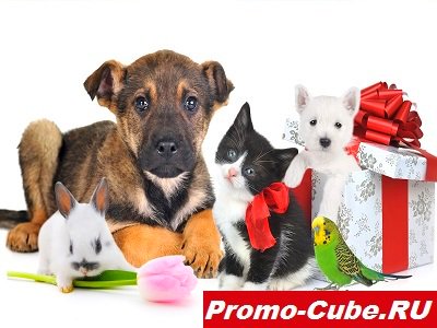 promo_cube's tweet photo. #купоны #скидки #акции #промокоды
#подарки #кэшбэк #cachback
Товары для животных
https://t.co/OhAvs97v4T https://t.co/VqgZI6bZ3H