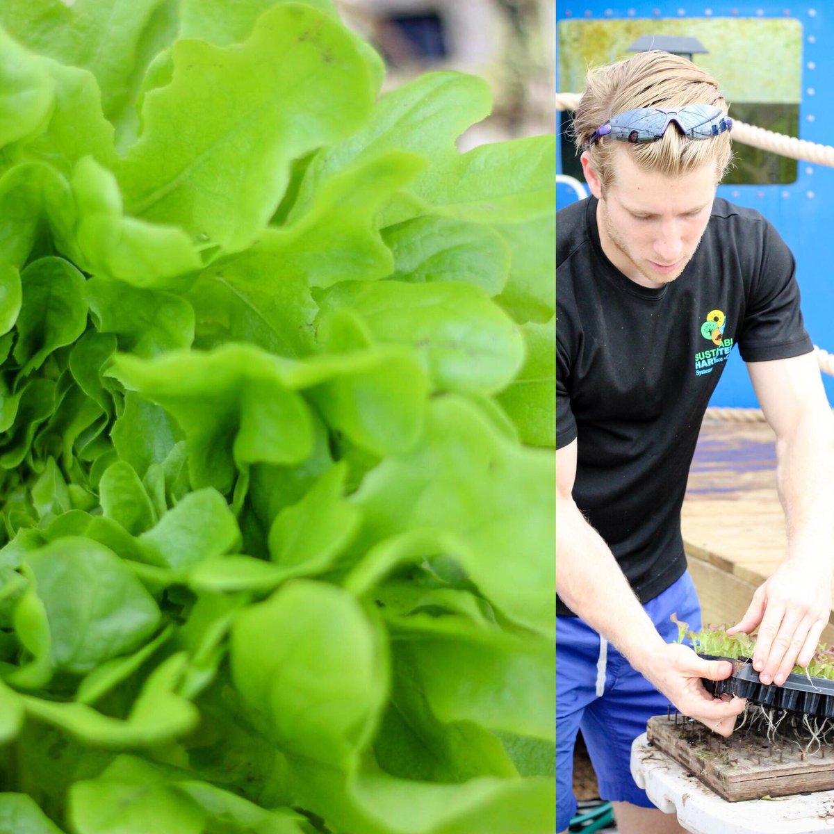 Good news: Matt with Sustainable Harvesters will be returning to the market today with fresh #hydroponic #greens!