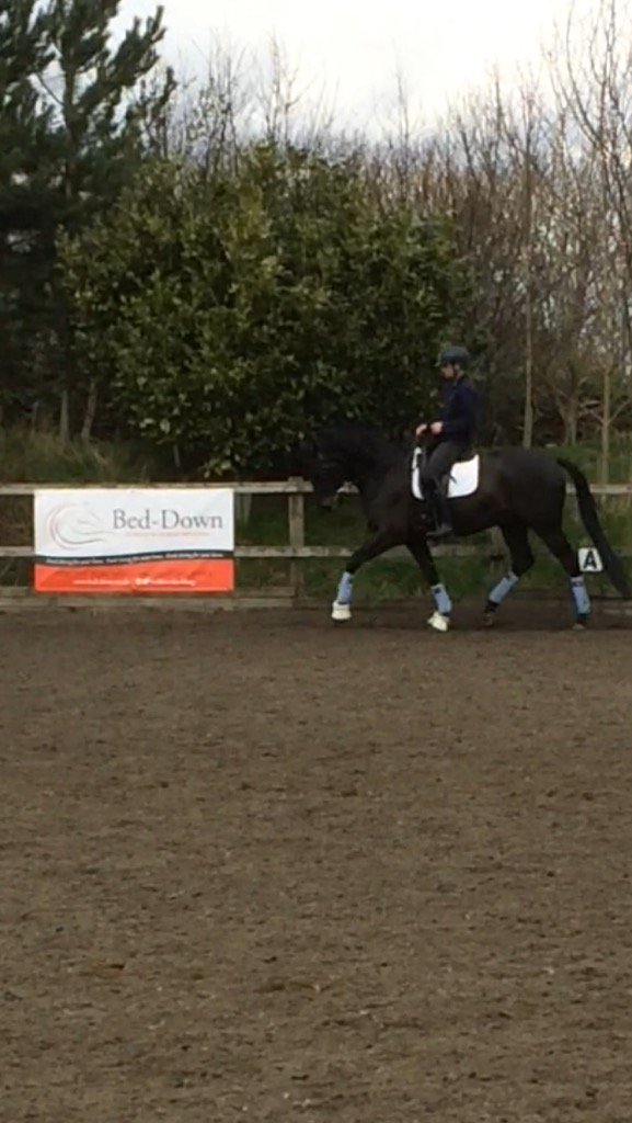 Diego schooling today #horseforthefuture