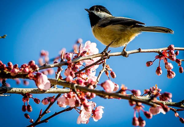 Wedgewoodhotel's tweet image. 🌸 Discover the magic of #CherryBlossoms from March 24 - April 17.  #vancouverspring eepurl.com/bWnlR1 🌸