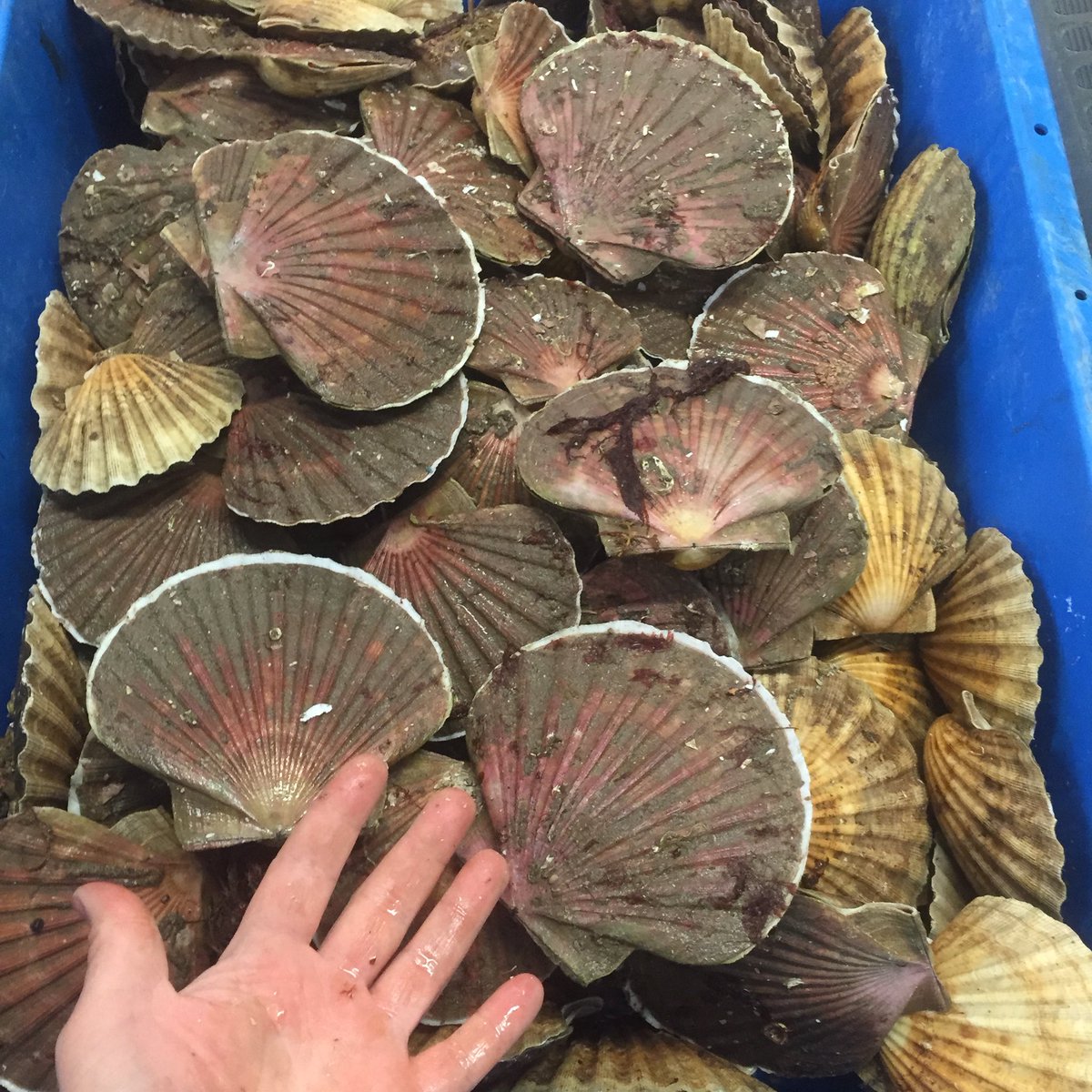 LochfyneLangous's tweet photo. Stunning live diver caught scallops landed #massiveman https://t.co/xyZLIfku3c