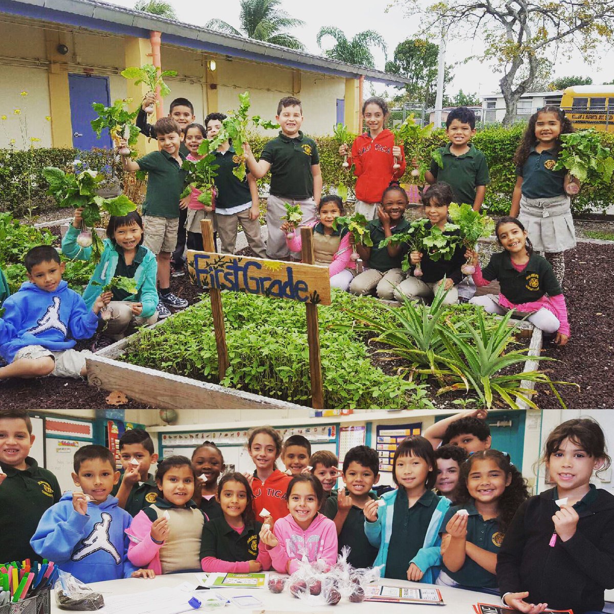 Mrs. Davison's 1st graders harvested their turnips &amp; they had it as a delicious snack 😋