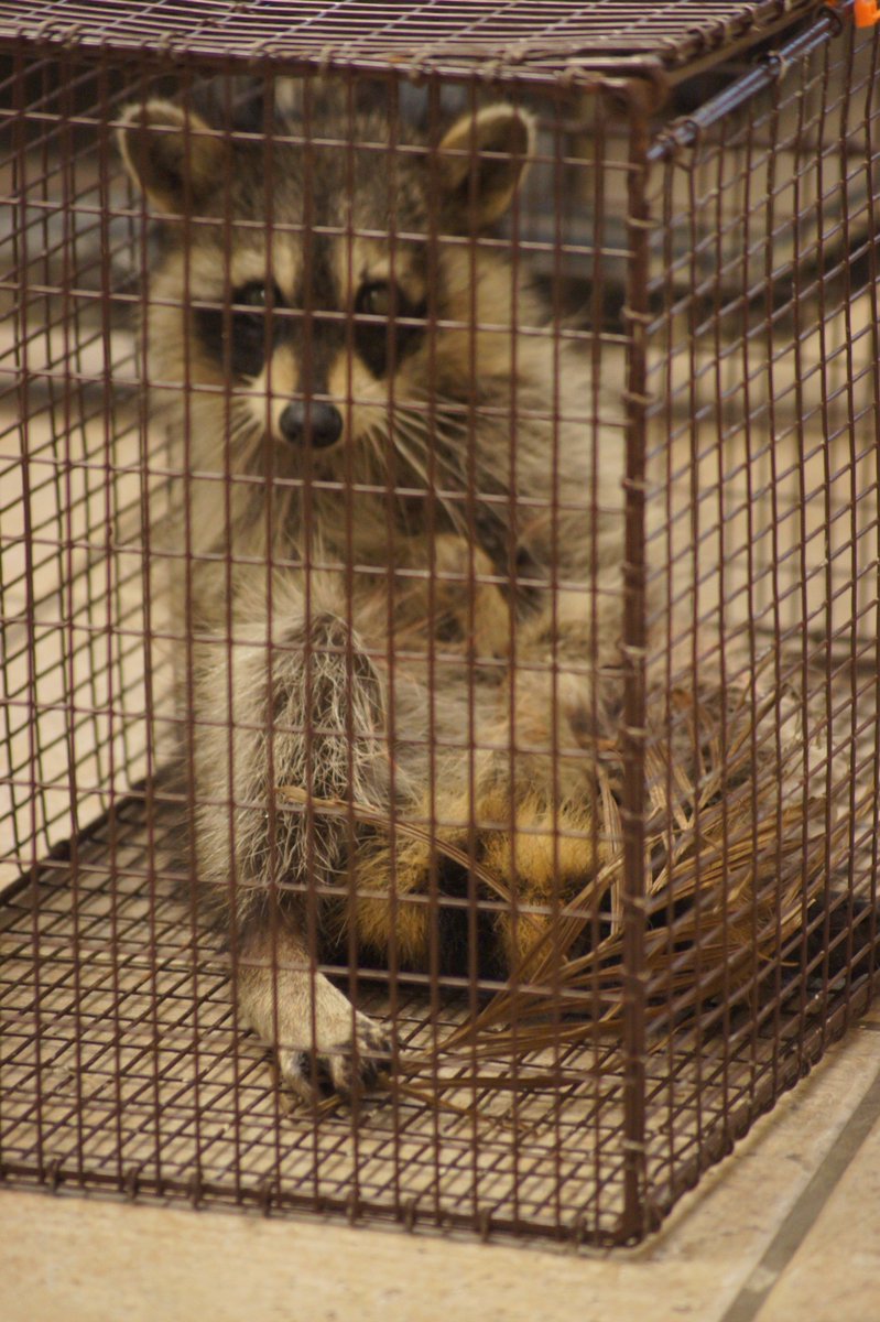 yourvetfox's tweet photo. 4 Distemper Positive Raccoons brought in in less than 24 hrs VACCINATE YOUR PETS!!! 772-344-8800 https://t.co/m5gT1yVz9Z