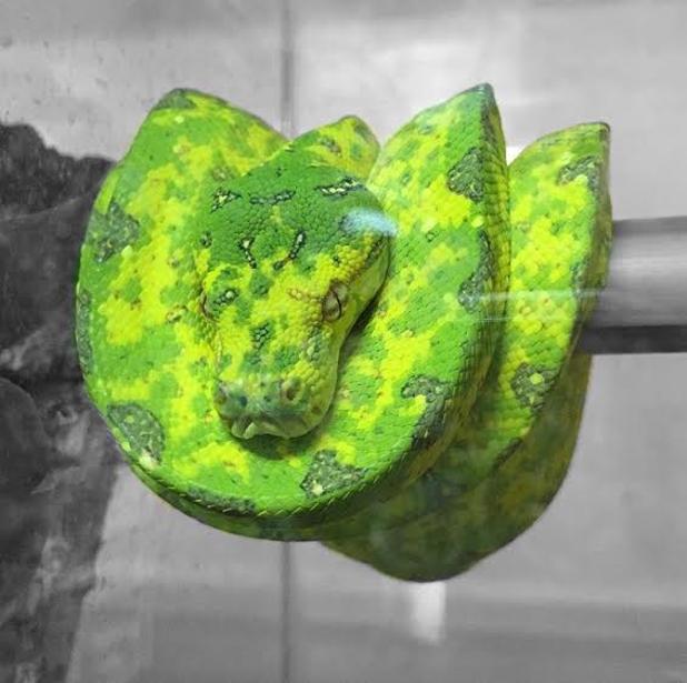 ReptilesAZ's tweet photo. #GreenTreePythons love this stance! https://t.co/CukEmAQF7E