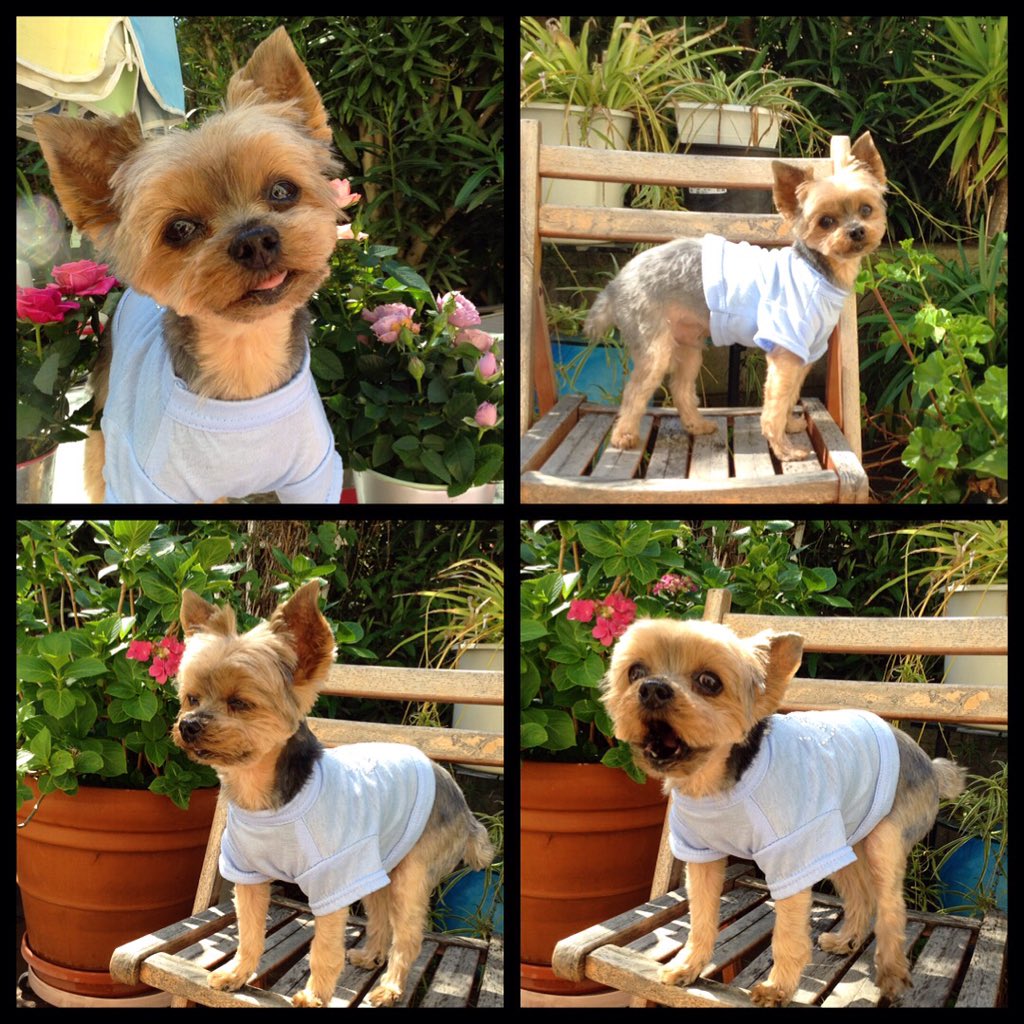 #chachithewonderyorkie