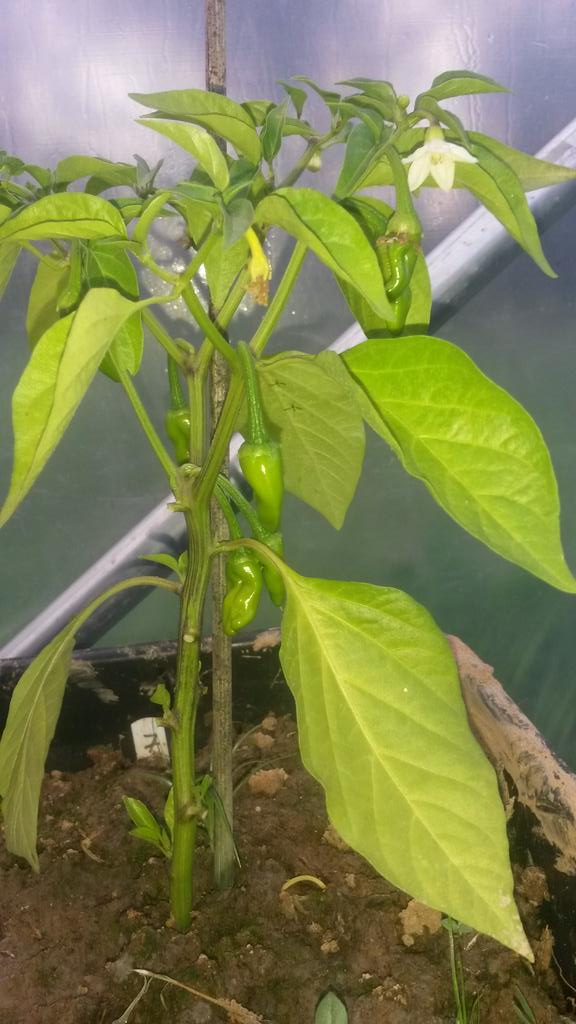 ChilliExperienz's tweet image. Chilli plants are growing very well!! #pimenta #chilli #chillifarm #hothothot #chilliexperience #ferreiradozezere