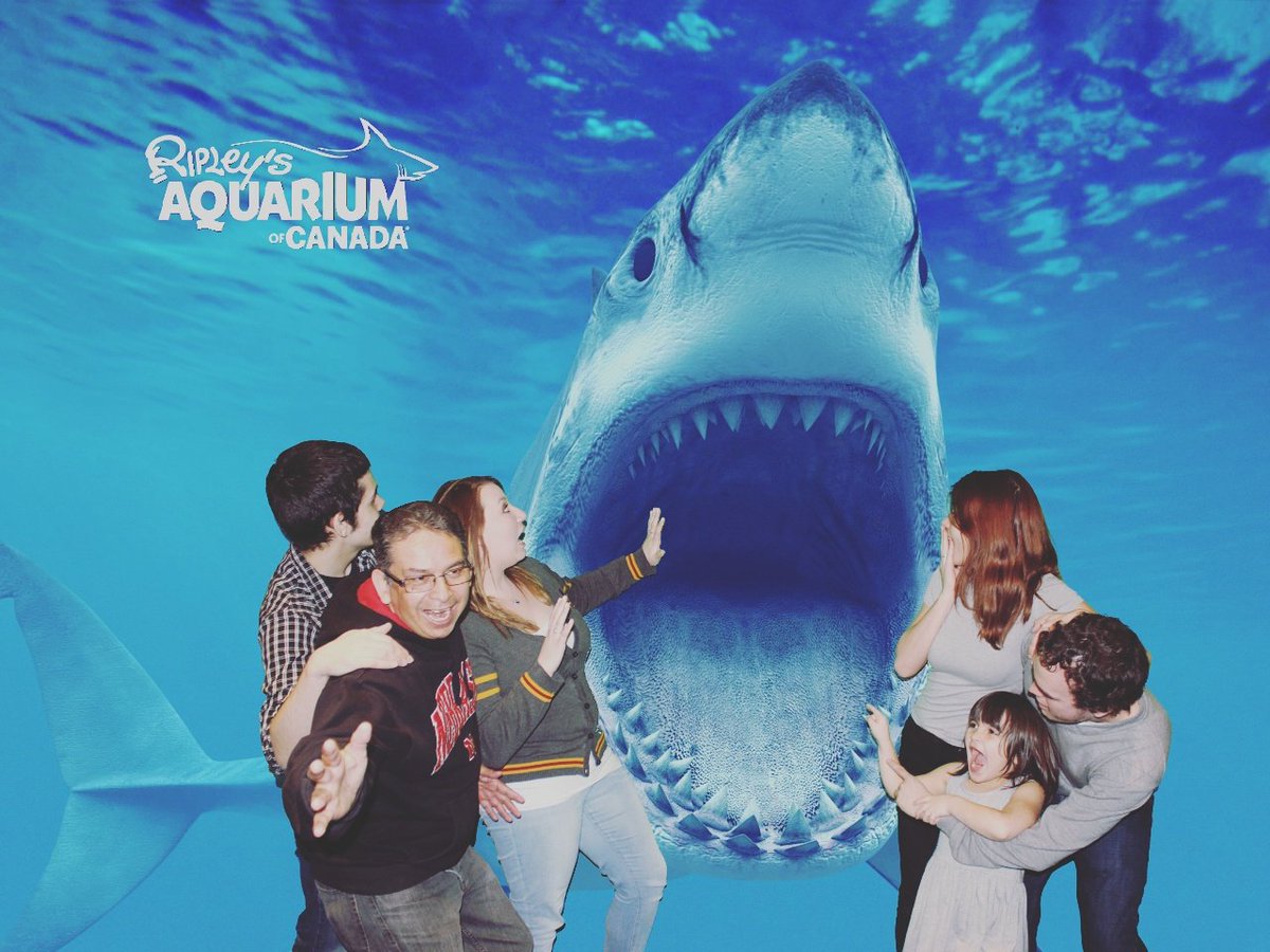 feemariee's tweet photo. @RipleysAquaCA #sharkselfie #family https://t.co/tORGCcKa7Y
