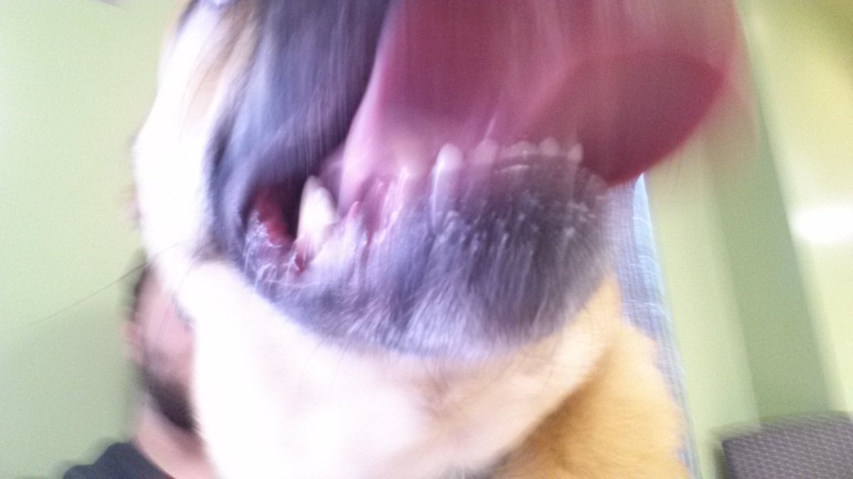 Charles_Loring's tweet photo. Trying to get a selfie with my dog is nearly impossible. #hyperpup #sophie https://t.co/vkJluDznH2