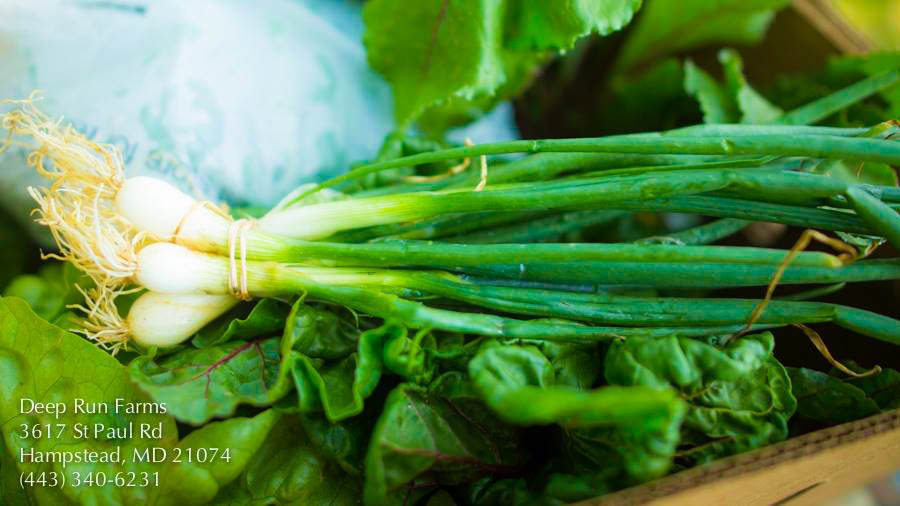 DeepRunFarms's tweet photo. You're gonna love how fresh your veggies are when you join our #CSA! https://t.co/9AA9AWIZFS