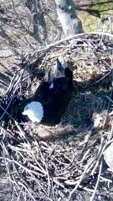 PaulOrlousky's tweet photo. One of the three eggs in Avon Lake Bald Eagle cam has hatched.@cleveland19news @PaulOrlousky #CLEcurious https://t.co/iNmVq2H1Ka