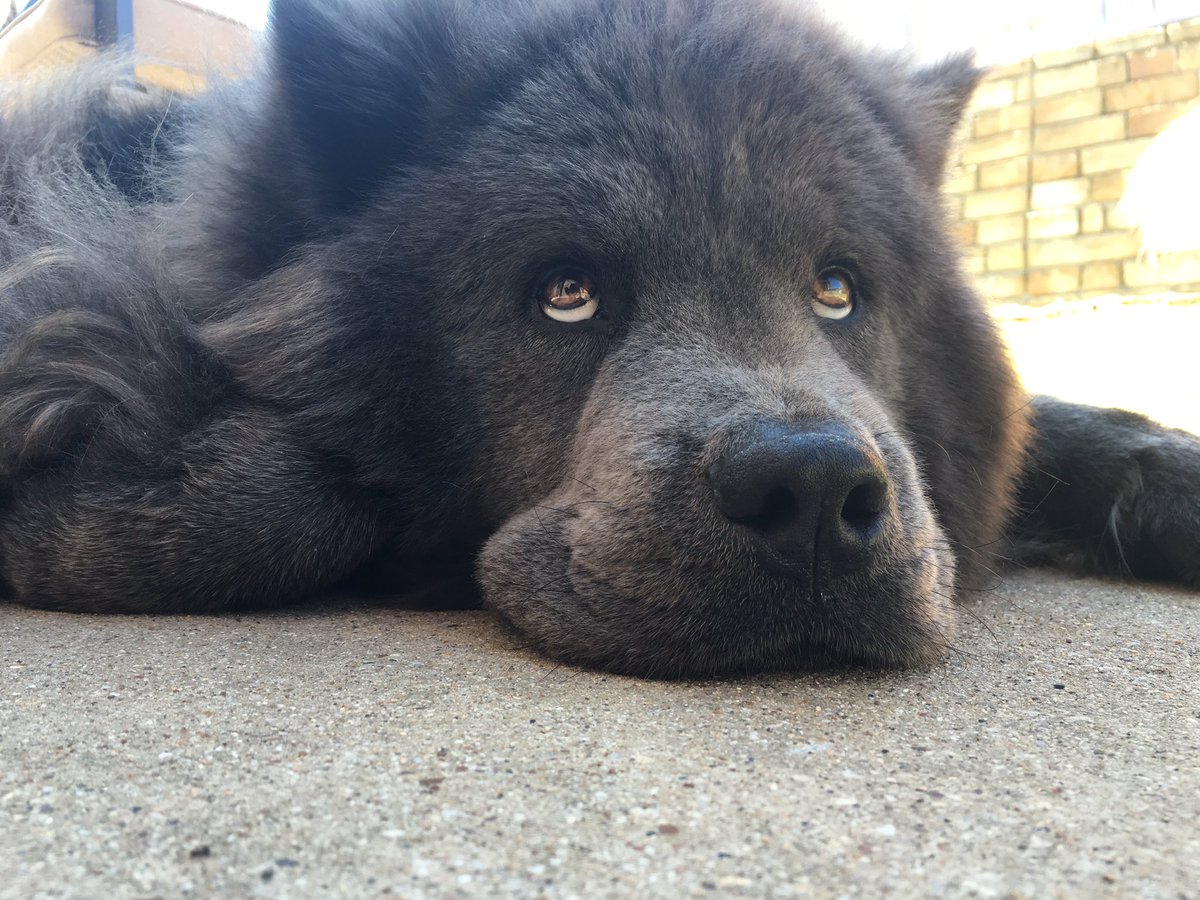 _carrienet_'s tweet image. My love ❤️🐶🐕 chowchow #bluechow #dogsoftwitter #dogs