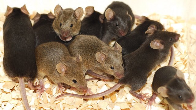 TroadMouse's tweet photo. Tb to me and the lads on tour in Maga '09 #miceontour #cheesetours https://t.co/pFp4M9wZpT