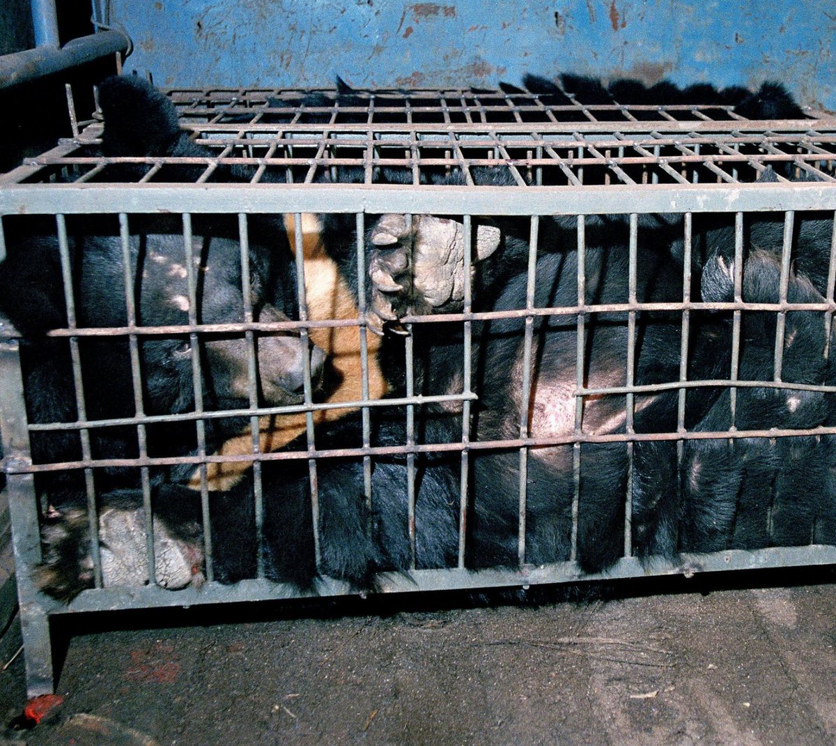 AmyRoseKathryn's tweet photo. The 10 steps required to rescue thousands of caged bears and end bile farming in China https://t.co/T40Lzv4qvn https://t.co/7DLNOjdIDL