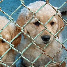 AmyRoseKathryn's tweet photo. Lawsuit Against Barkworks Pet Store Chain for Selling Sick “Puppy Mill” Puppies Will Proceed https://t.co/NJA2e8Adyz https://t.co/qPL3Sxf8SW